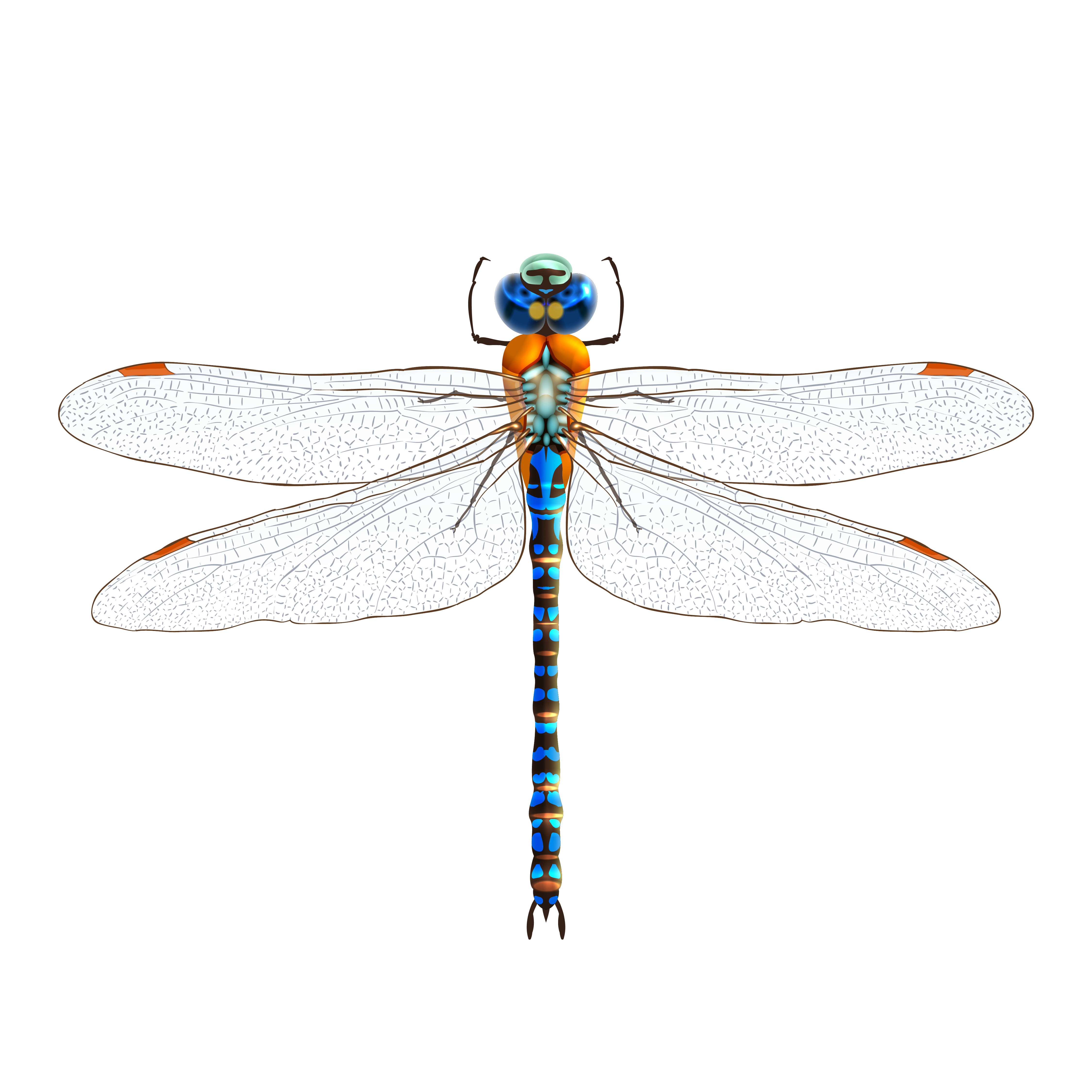 Dragonfly Logo